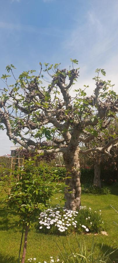 Olive Tree Apartman Zára Kültér fotó